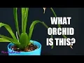Download Lagu How to identify Orchids without flowers - A simple guide for beginners!