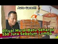 Download Lagu Murai Batu Termahal Yang Pernah Mr Prio Beli Siap Tarung!!!! Ternyata Ritualnya Begini Sebelum Lomba
