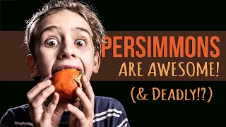 The Incredible Inedibly Astringent Persimmon Know This First