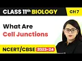 Lagu What Are Cell Junctions | Structural Organisation In Animals | Class 11 Biology