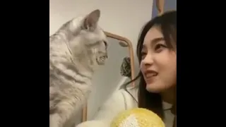 Cat Headbutt