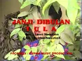 Download Lagu Lagu Tapsel terbaik janji di bulan tula.voc Lanni nst