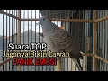 Lagu Perkutut lokal gacor Suara TOP Raja pancingan Bikin Lawan PANIK EMOSI