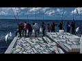 Download Lagu ONE BY ONE SKIPJACK TUNA FISHING IN MALDIVES POLE AND LINE