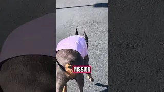 !! #fyp #dream #doberman #pets #youtube