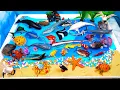 Meet marine animals-Learn Sea animals names and build a huge ocean diorama for preschool