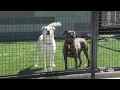 Many animals up for adoption at San Luis Obispo Co Animal Services