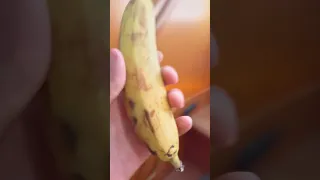 No Bananas 🚫🍌  #shorts #sailing #superstition  #sailingbyefelicia