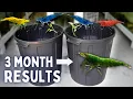 Download Lagu Breeding Colorful Shrimp in Bins! NO Filter, NO Water Change!