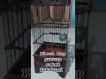 Download Lagu Pancingan suara burung pleci #short #shorts #burung