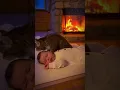 Lagu 💤 Quand deux chats apaisent un bébé en pleine nuit d’hiver #bébé,#chats,#hiver,#tendresse,#cutevideo