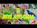 Download Lagu 15 jenis jenis burung cucak MP3
