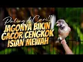 Lagu JAGONYA BIKIN CENGKOK MEWAH JUARA - MASTERAN KENARI ISIAN BLACKTHROAT GACOR SUARA JERNIH MUDAH MASUK