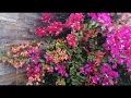 Download Lagu The Most Beautiful Bougainvillea flowers