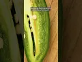 Download Lagu The spiciest part of a pepper (is not what you think)