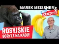 Download Lagu Marek Meissner BEZ CENZURY - Goryle Moskiewskie w oparach dumy. ZOO musi wysłać je na odwyk.