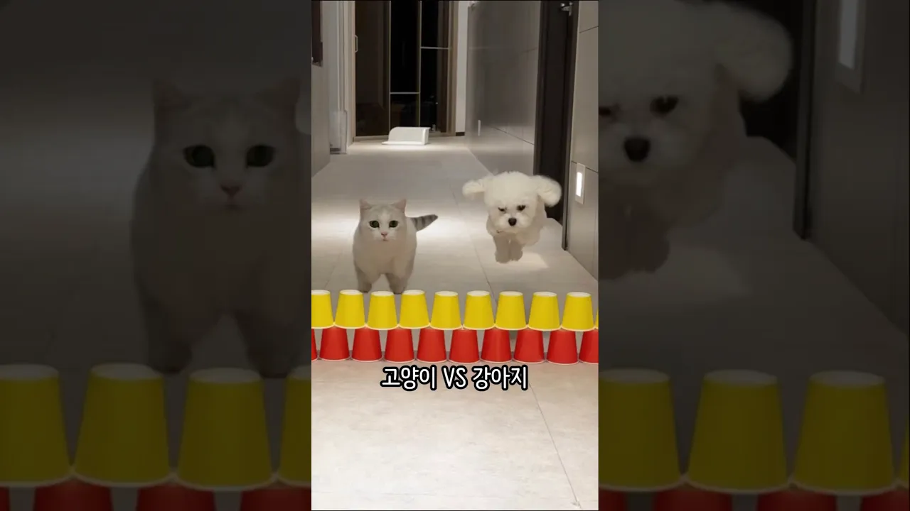 댕냥이 #종이컵챌린지
