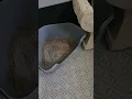 New litter