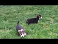 Welsh Corgi Puppies For Sale