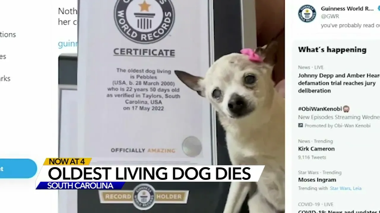 World's oldest dog 'Pebbles' dies at age 22