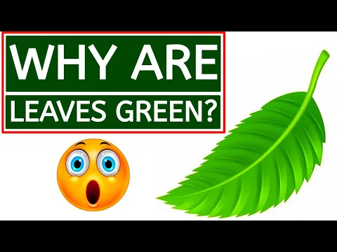 Download MP3 Why Are LEAVES Green? | Why Tree Leaf Are Green | Best Leaf | Top Leaf | Leaf Oil | WHY?