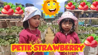 Download Petik Strawberries Bersama Teman Teman Dipuncak Gunung MP3