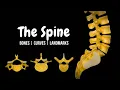 The Entire Spine Explained in 16 Minutes