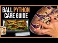 Ball Python Care Guide for Beginners