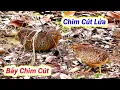 Download Lagu Bẫy Cút Bằng Cung Lưới Được Chim Cút Lửa | Hoàng Thắng