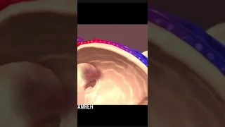 عملية التنفس و تبادل الغازات 