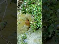 Download Lagu With a rusty-red face and throat. Red-throated Pipit (Anthus cervinus).Wildlife Birds. #bird