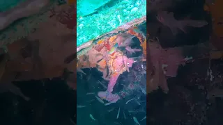 Dive on B24 Bomber Togian Islands #sailindonesia #sulawesi