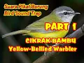 Download Lagu SUARA PIKAT BURUNG CIKRAK BAMBU | JANTAN DAN BETINA | YELLOW-BELLIED WARBLER BIRD SOUND FOR TRAP