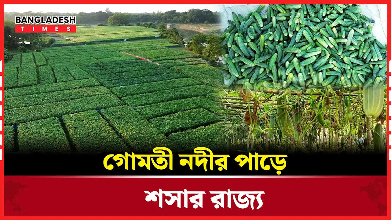 কুমিল্লায় গোমতী নদীর পাড়ে শসার রাজ্য কৃষকের অর্ধশত বছরের ঐতিহ্য