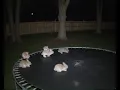 Download Lagu Bunnies Escape and Bounce on Trampoline – Caught on Camera ( Real or not? Tell me what you think) 