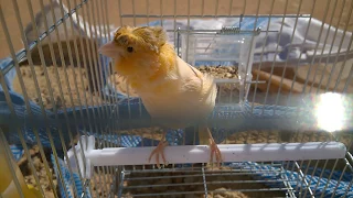 اجمل تغريد طائر الكناري Nicest Twitter Canary 