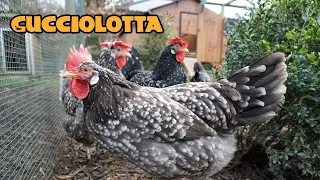 Review of the Cucciolotta Chicken Coop