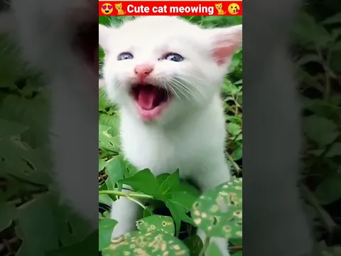 Download MP3 Cat Meowing🌹🐈🐈🌹|Cat Sound| Cute Cat Videos #shorts #cat #cats #dog #puppy #catlover #catfunnyshorts