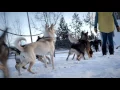The Road to The Iditarod - Interview with Monica Zappa