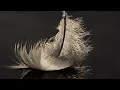 The Swan/Le Cygne  Camille Saint-Saens
