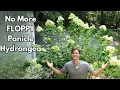 Prune PANICLE HYDRANGEA Correctly - No More Floppy Plants