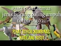 Download Lagu suara pikat burung kecil kombinasi kutilang ribut paling ampuh 2021