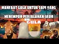 Download Lagu Manisnya Perjalanan Jauh: Rahasia Energi Tambahan untuk Sapi!\