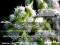 Download Lagu SURAH 047 MUHAMMAD  :  RECITATION BY SHEIKH MAHER AL MUAIQLY WITH ENGLISH TRANSLATION
