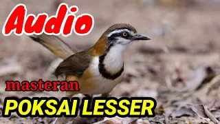 Download SUARA BURUNG POKSAI LESSER || Cocok buat pancingan dan masteran MP3