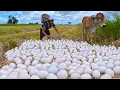 Download Lagu Top amazing, Harvest a lot of duck egg on the straw at rice field by hand a young girl
