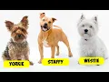 TERRIER TYPES - 36 TYPES OF TERRIERS