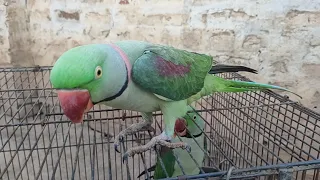Parrot Talking 05 September 2026