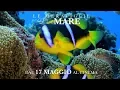 Video di Le Meraviglie del Mare -Trailer 1