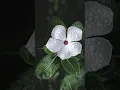 Download Lagu Flowers 🌹 Never Hit you hard, be like a flower enjoy the life #reels #shorts #viral #flowers #love